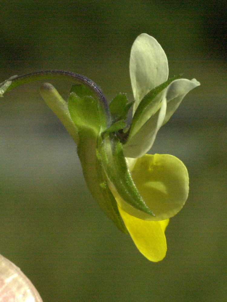 viola_tricolor_subalpina2bmd