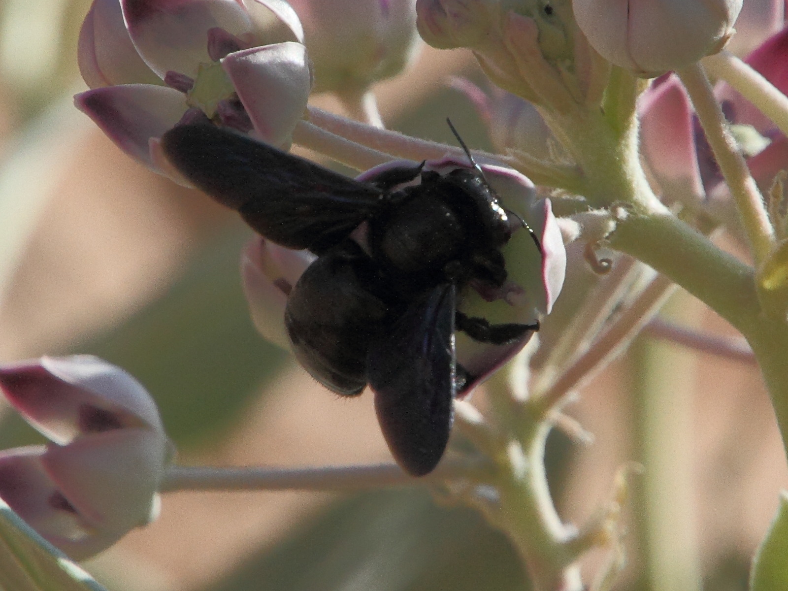 xylocopa_auripennis1md