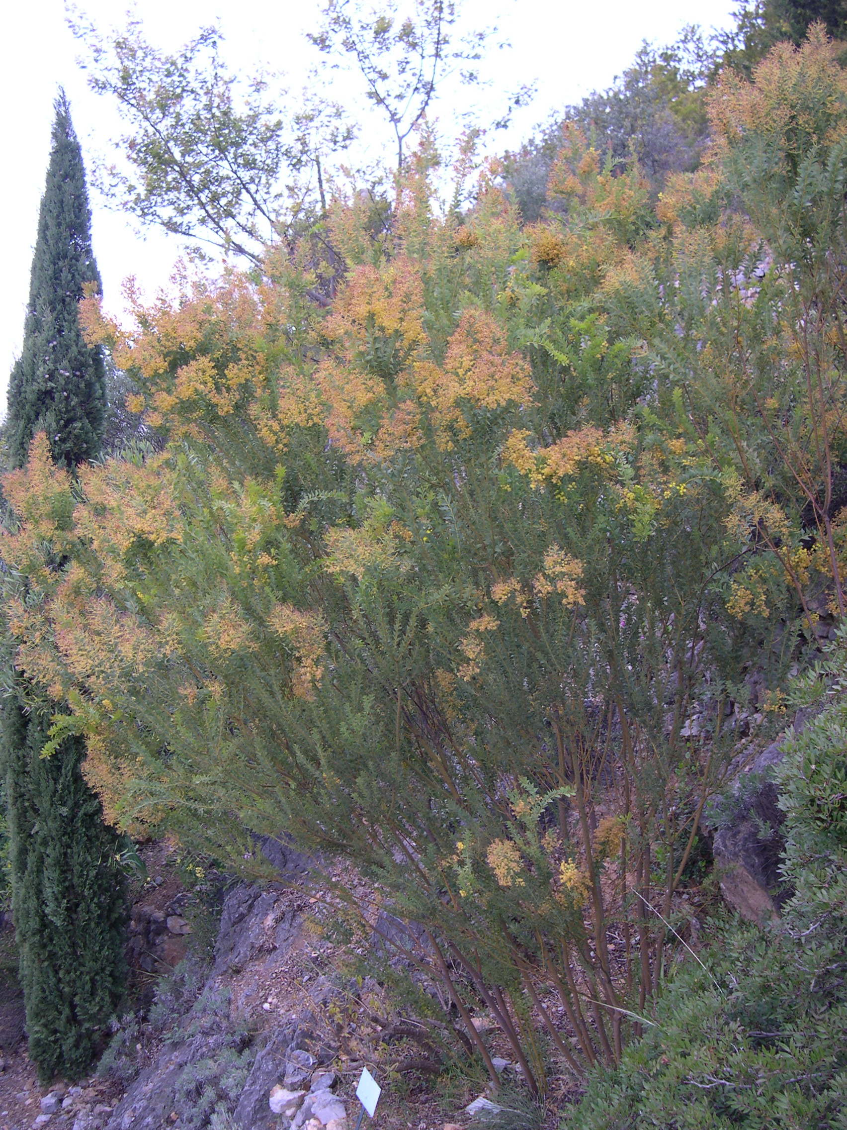 acacia_cultriformis2md