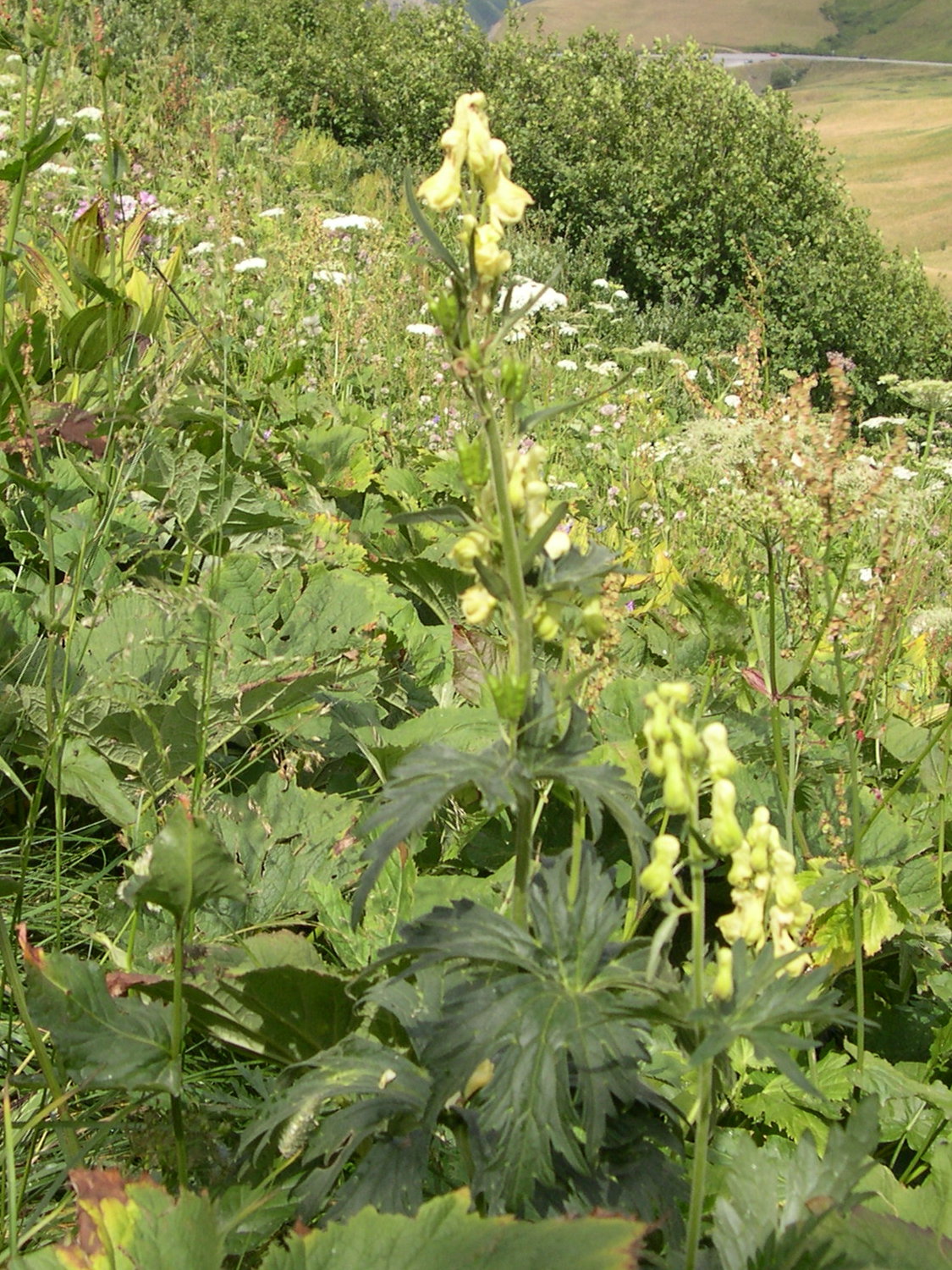 Afficher le média aconitum_lycoctonum_vulparia1amd aconitum_lycoctonum_vulparia1amd