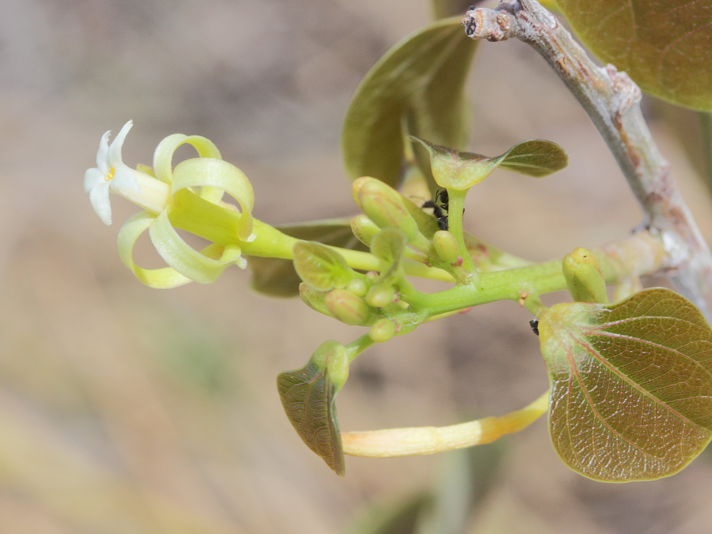 adenia_olaboensis2md