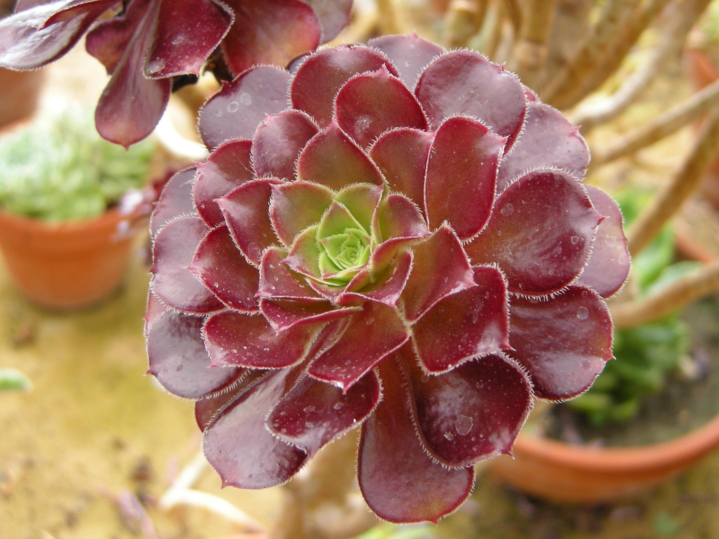 aeonium_arboreum5bd