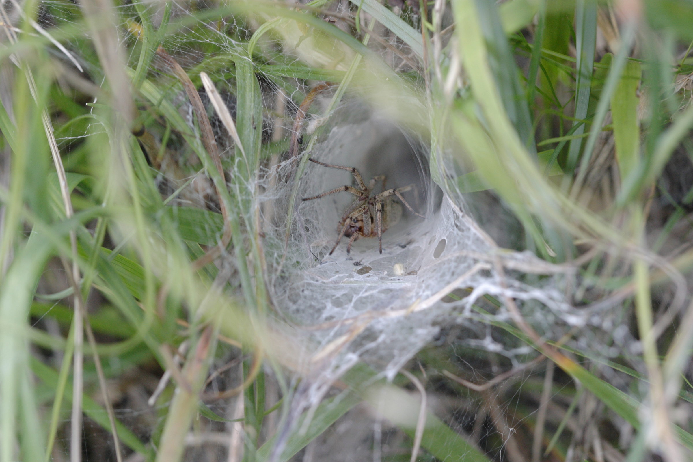 agelena_labyrinthica4bd