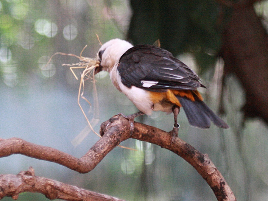 alecto_a_tete_blanche_-_dinemellia_dinemelli2bd