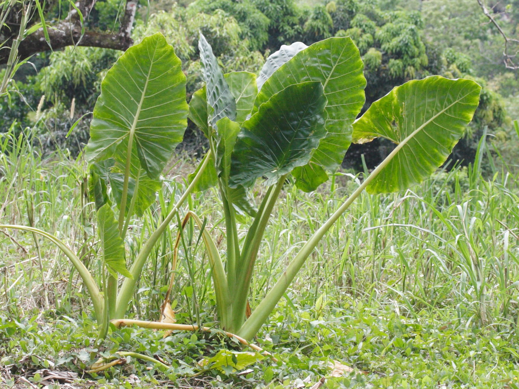 alocasia_macrorrhizos2md