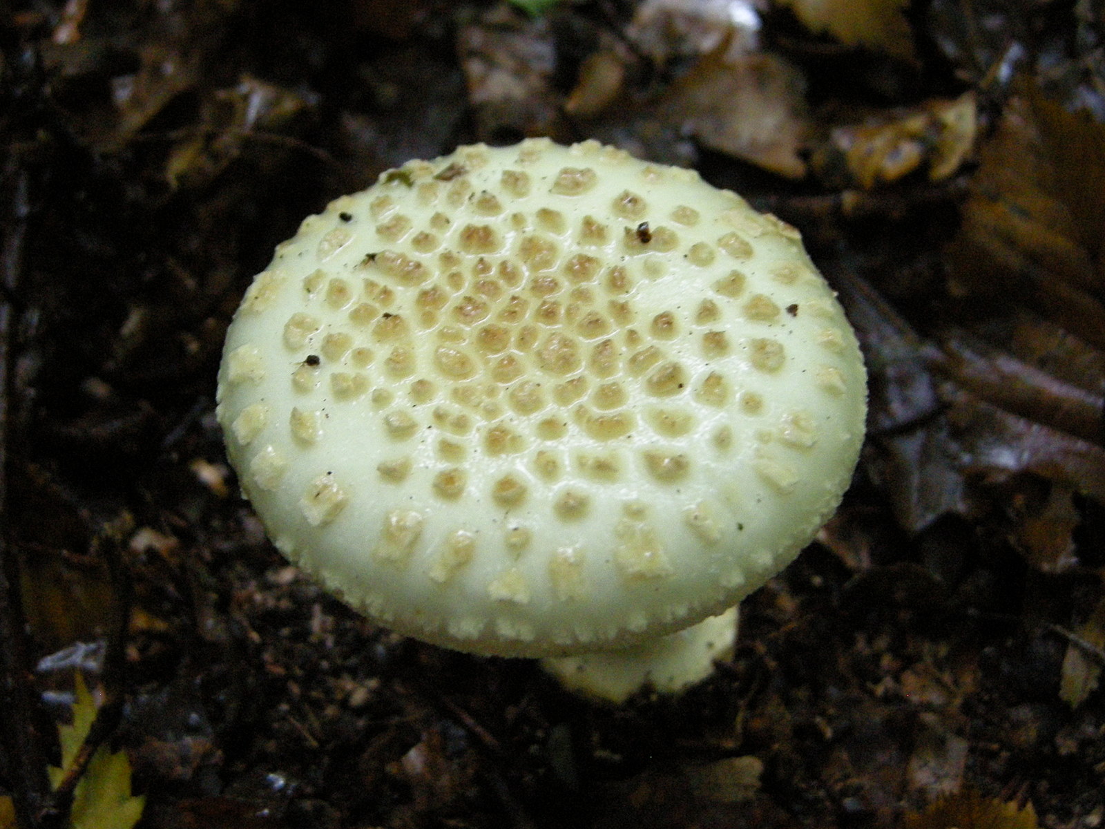 amanita_citrina3md