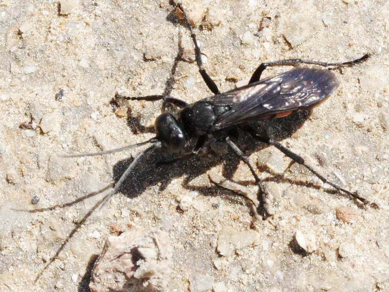 anoplius_viaticus1md