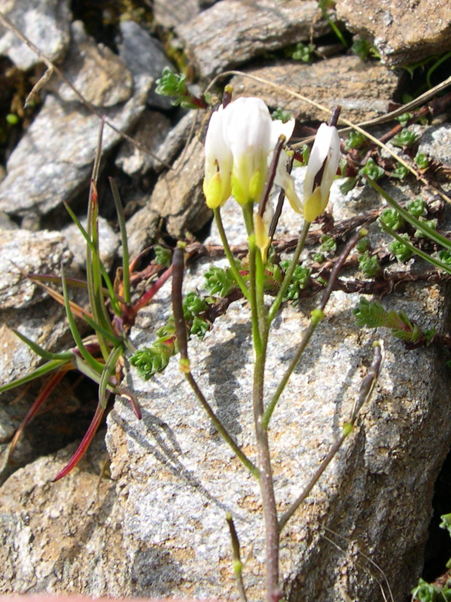 arabis_ciliata3md
