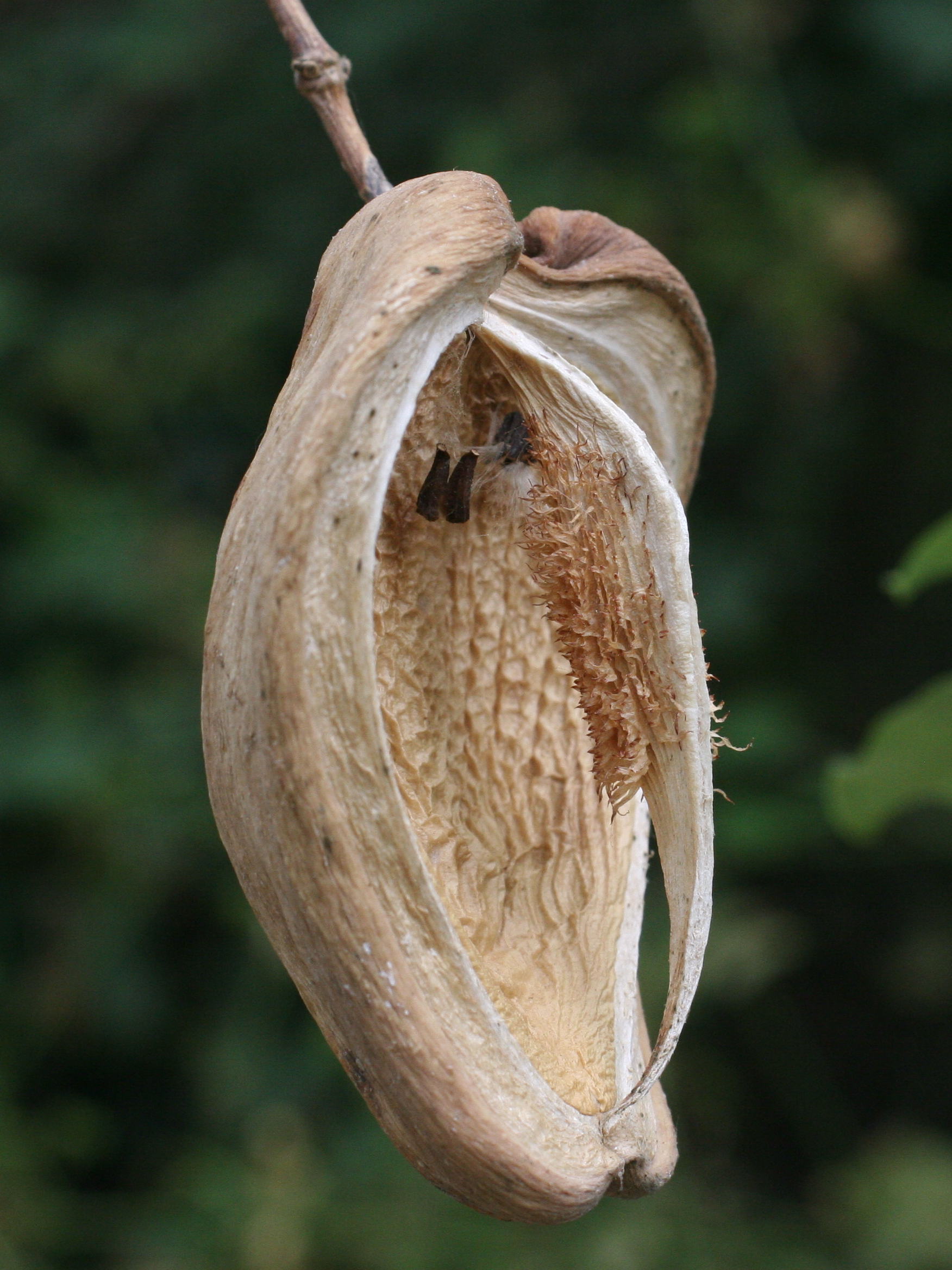 araujia_sericifera4md