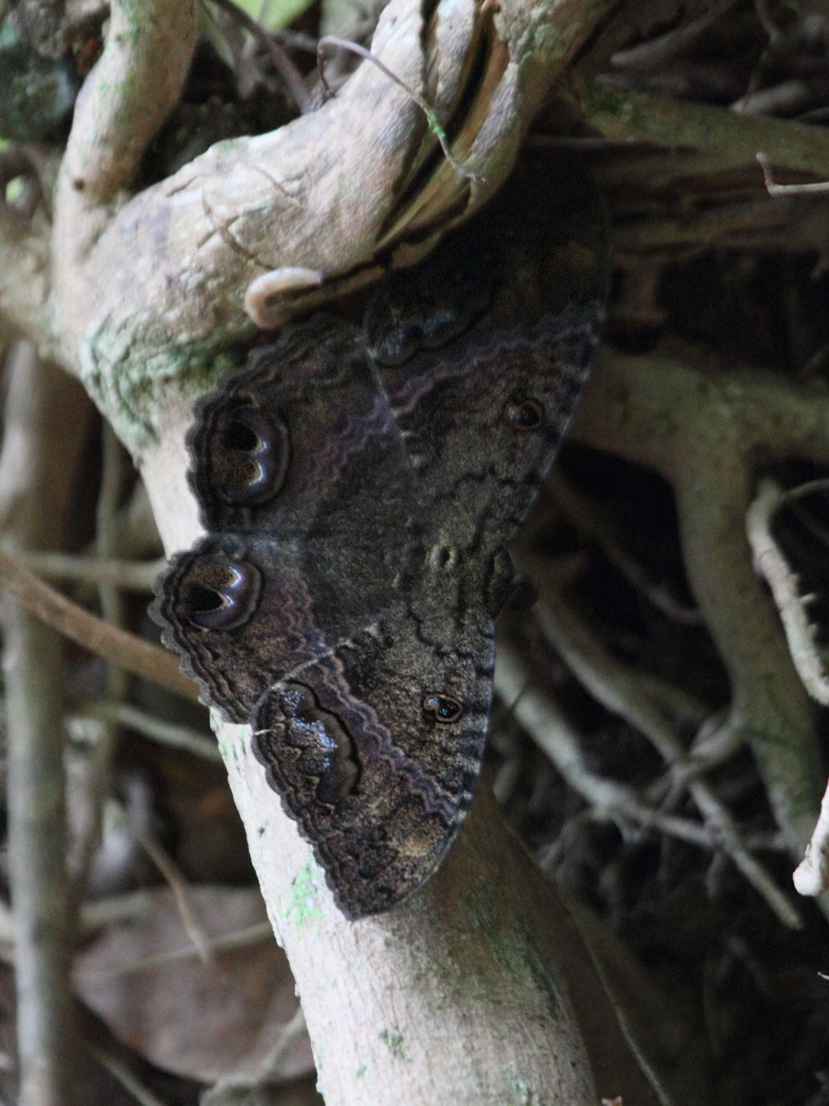 ascalapha_odorata2bd