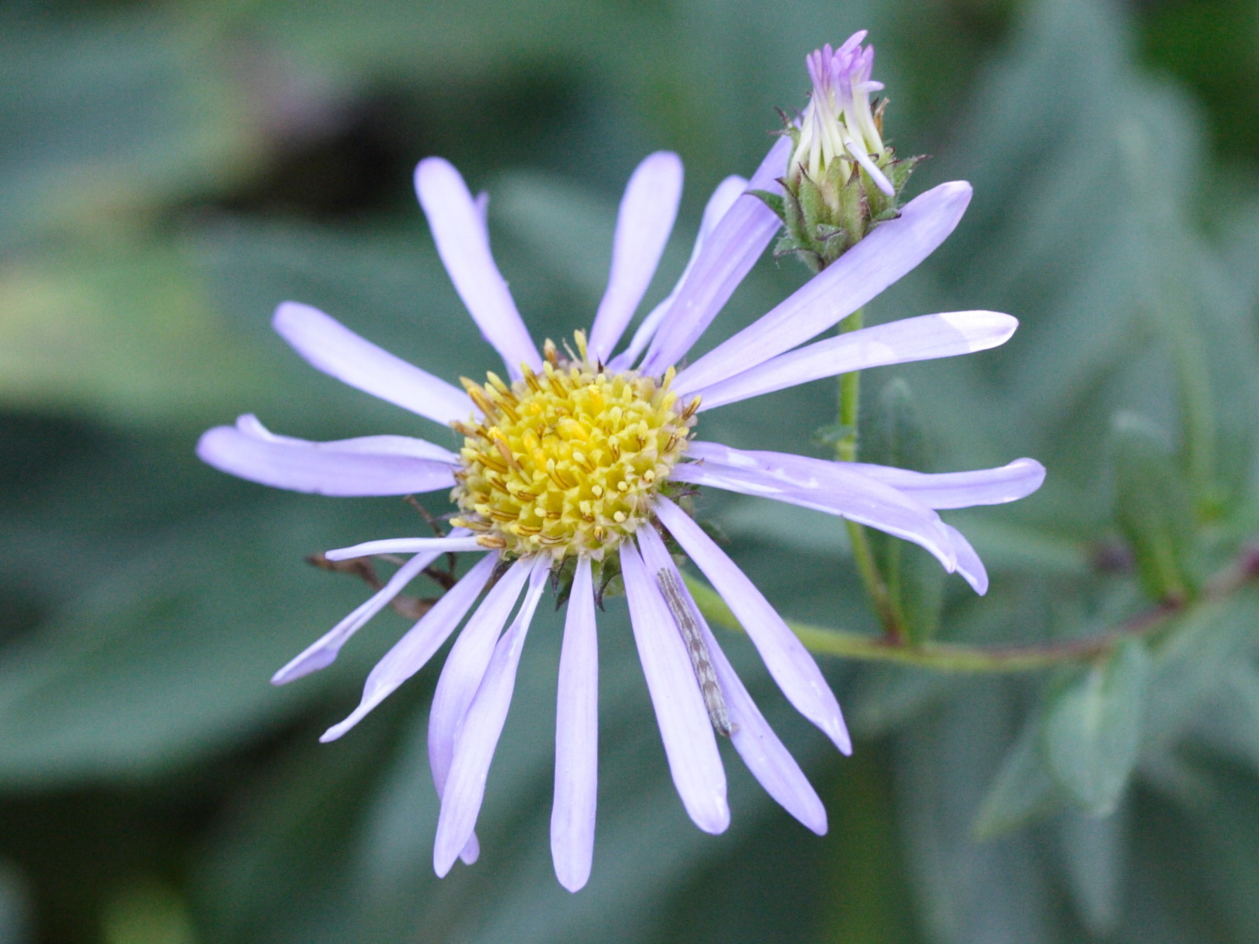 Aster_pyrenaeus