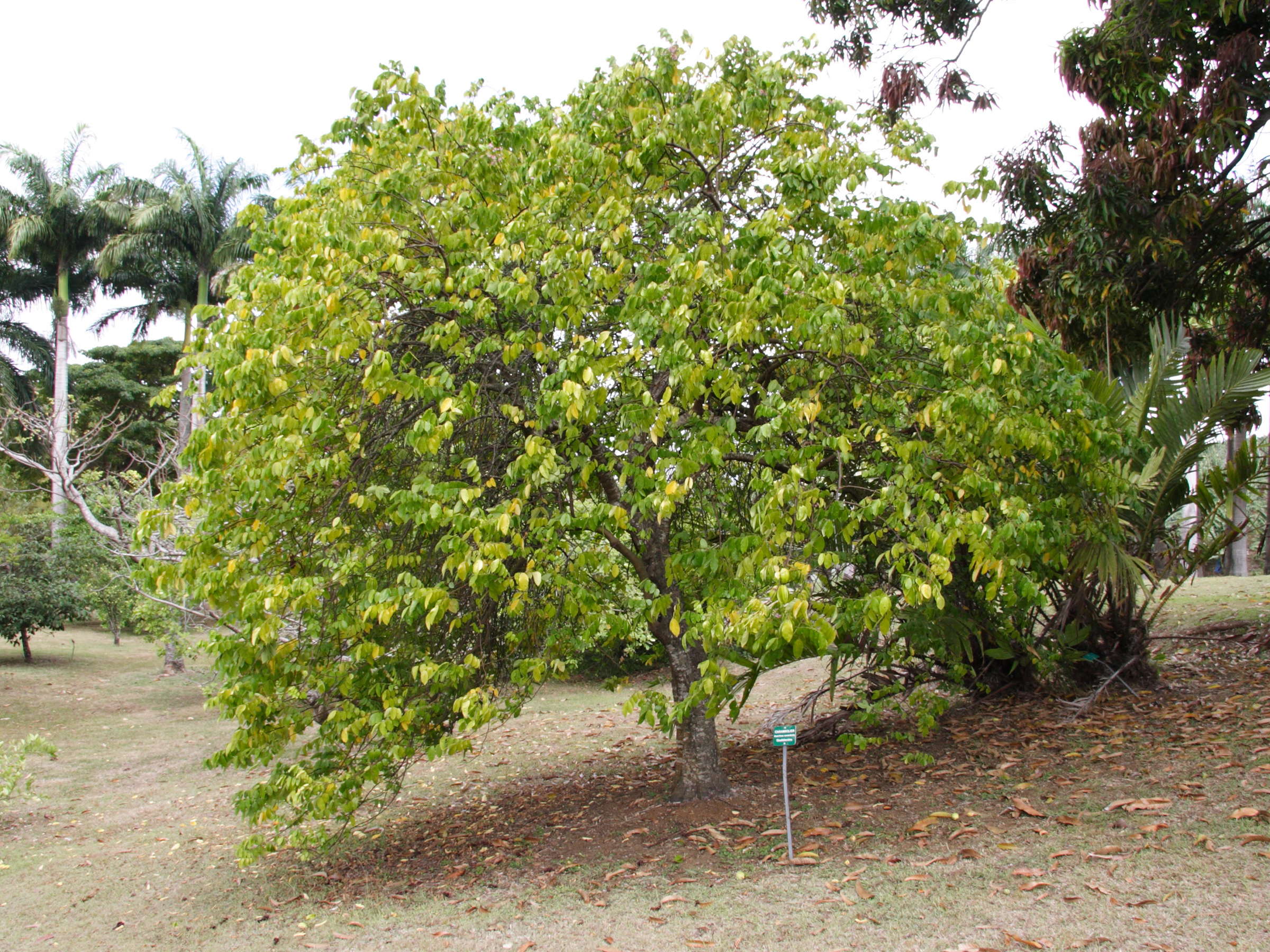 averrhoa_carambola1md