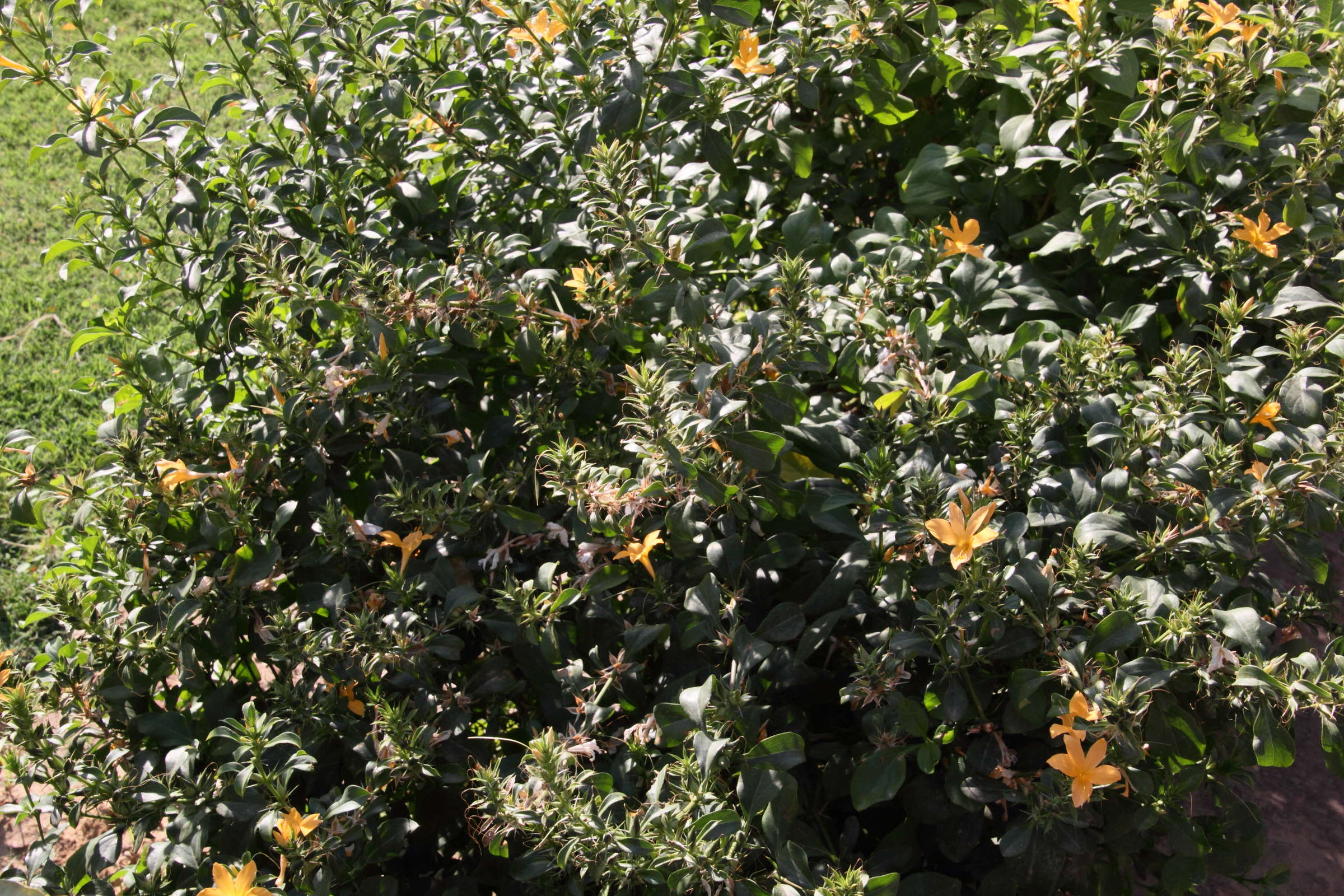 barleria_prionitis2md