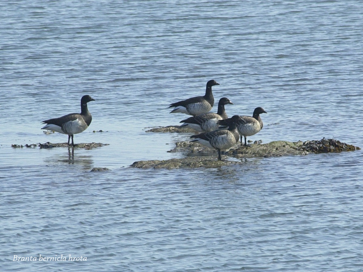 bernache_cravant_-_branta_bernicla6bd