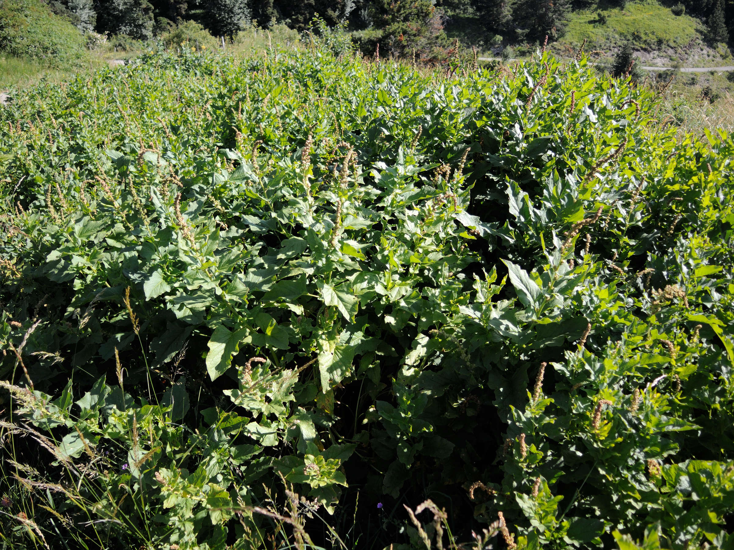 blitum_bonus-henricus1md