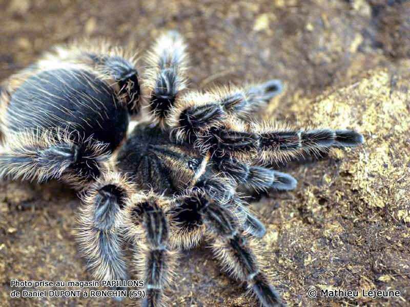 brachypelma_albopilosa2ml