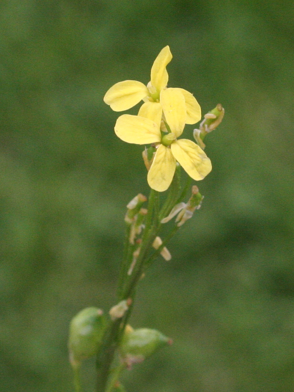 bunias_orientalis1md