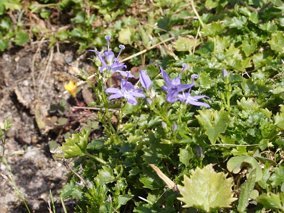 campanula_elatines2md