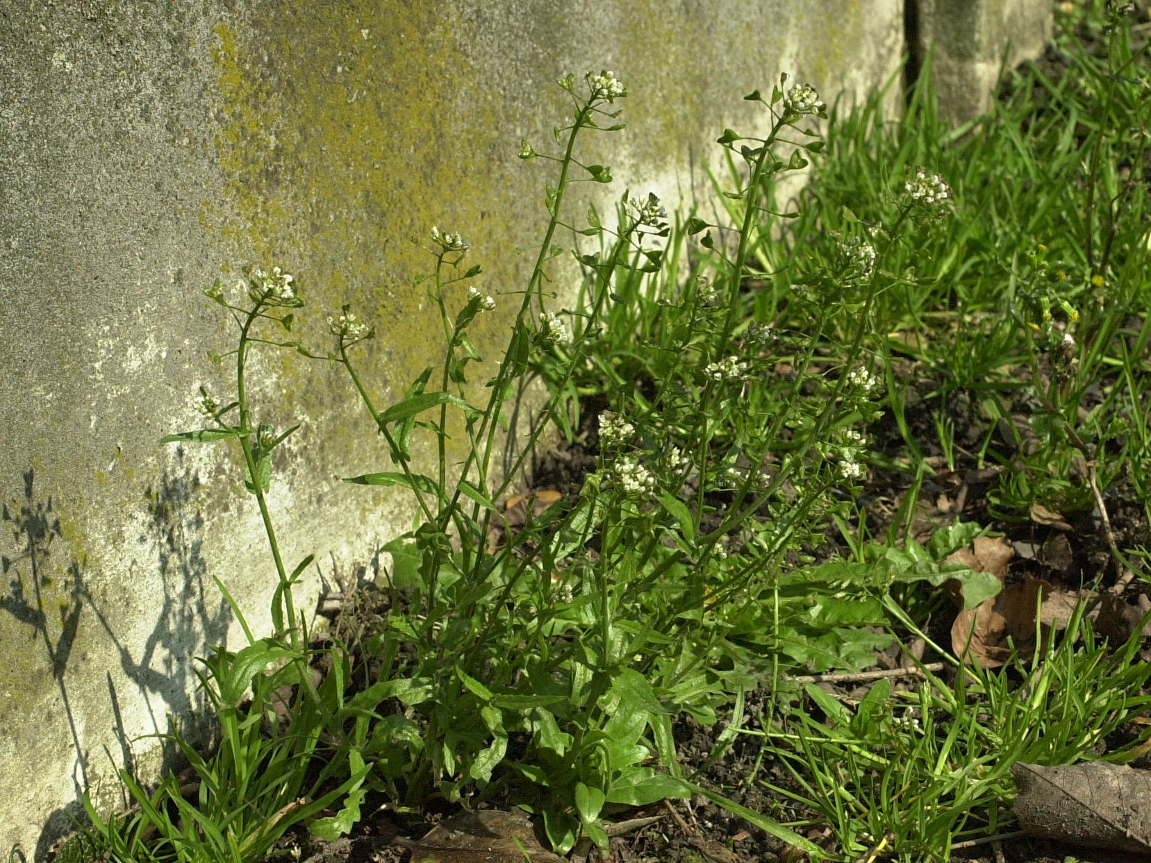 capsella_bursa-pastoris1md