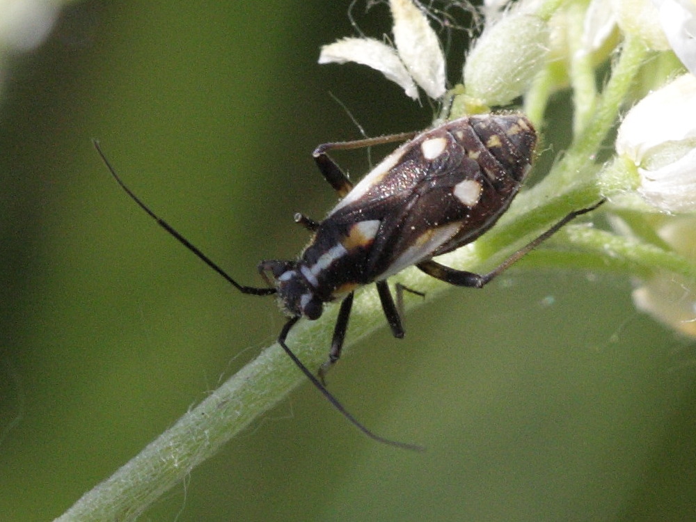 capsodes_sulcatus1bd