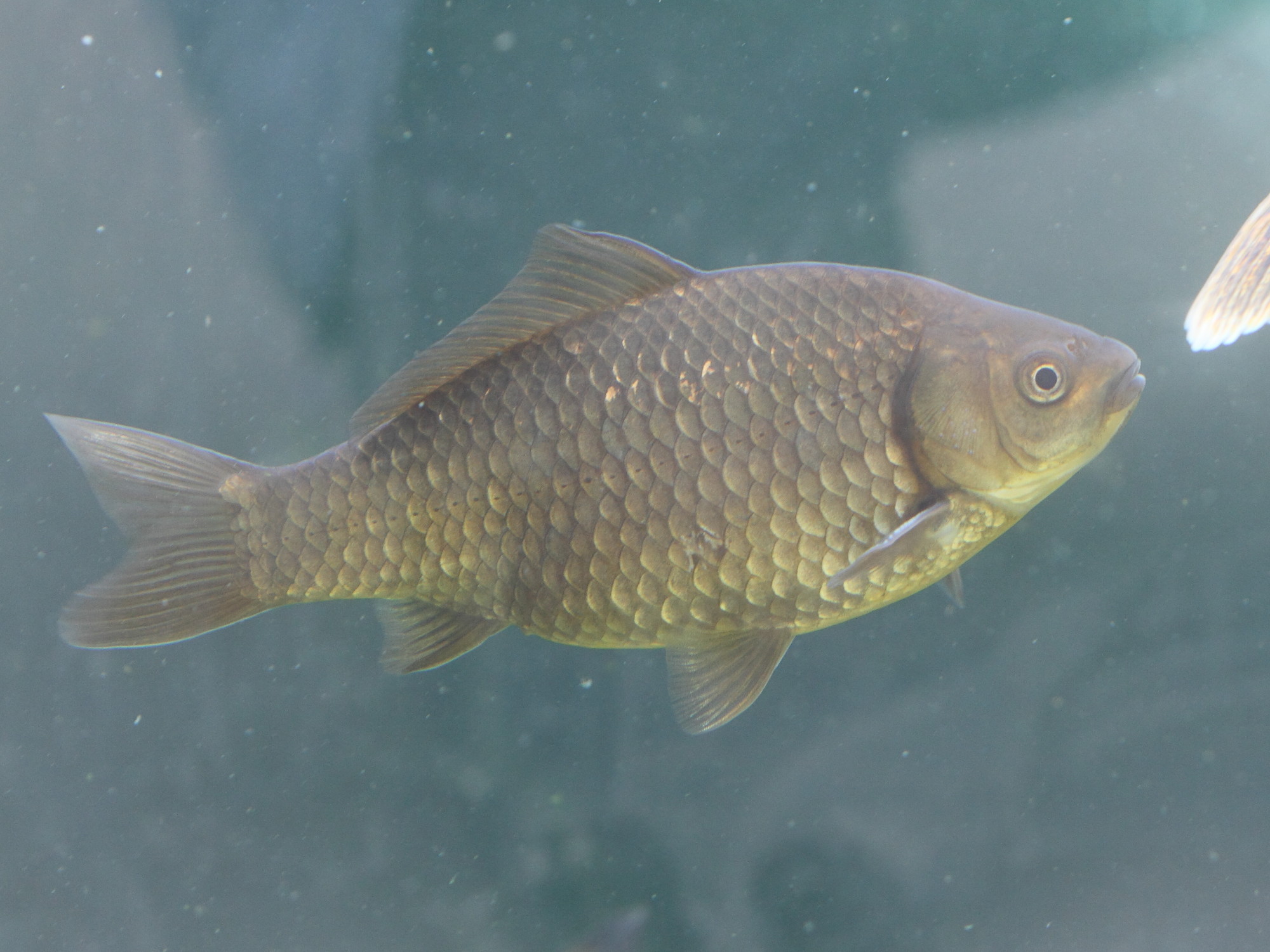 carassius_auratus3bd