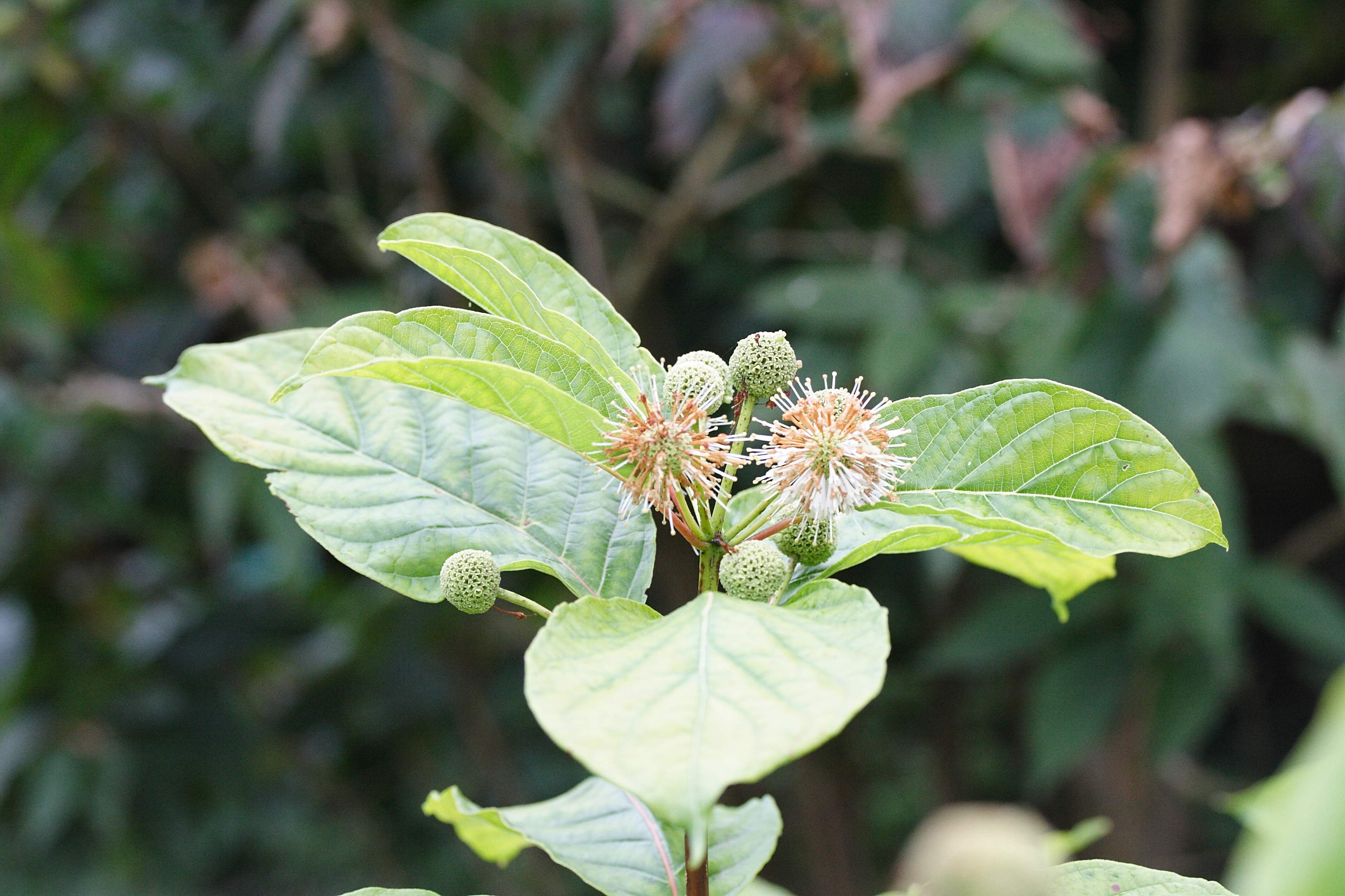 cephalanthus_occidentalis3md