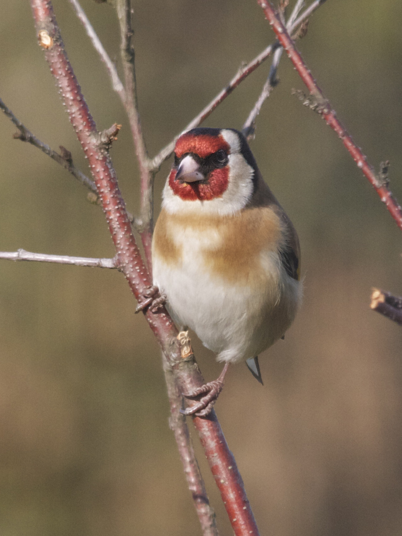 chardonneret_elegant_-_carduelis_carduelis6md
