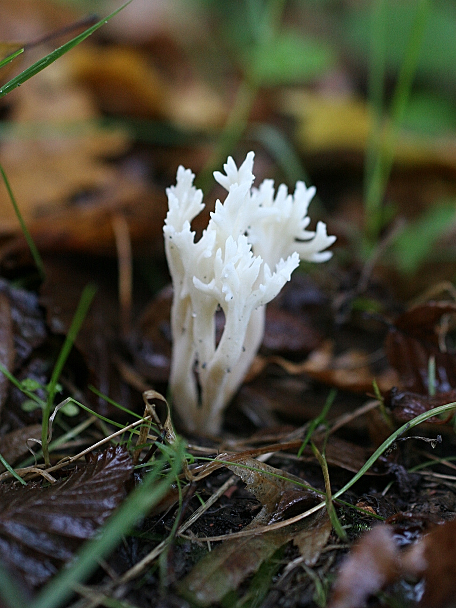 clavulina_cristata3md