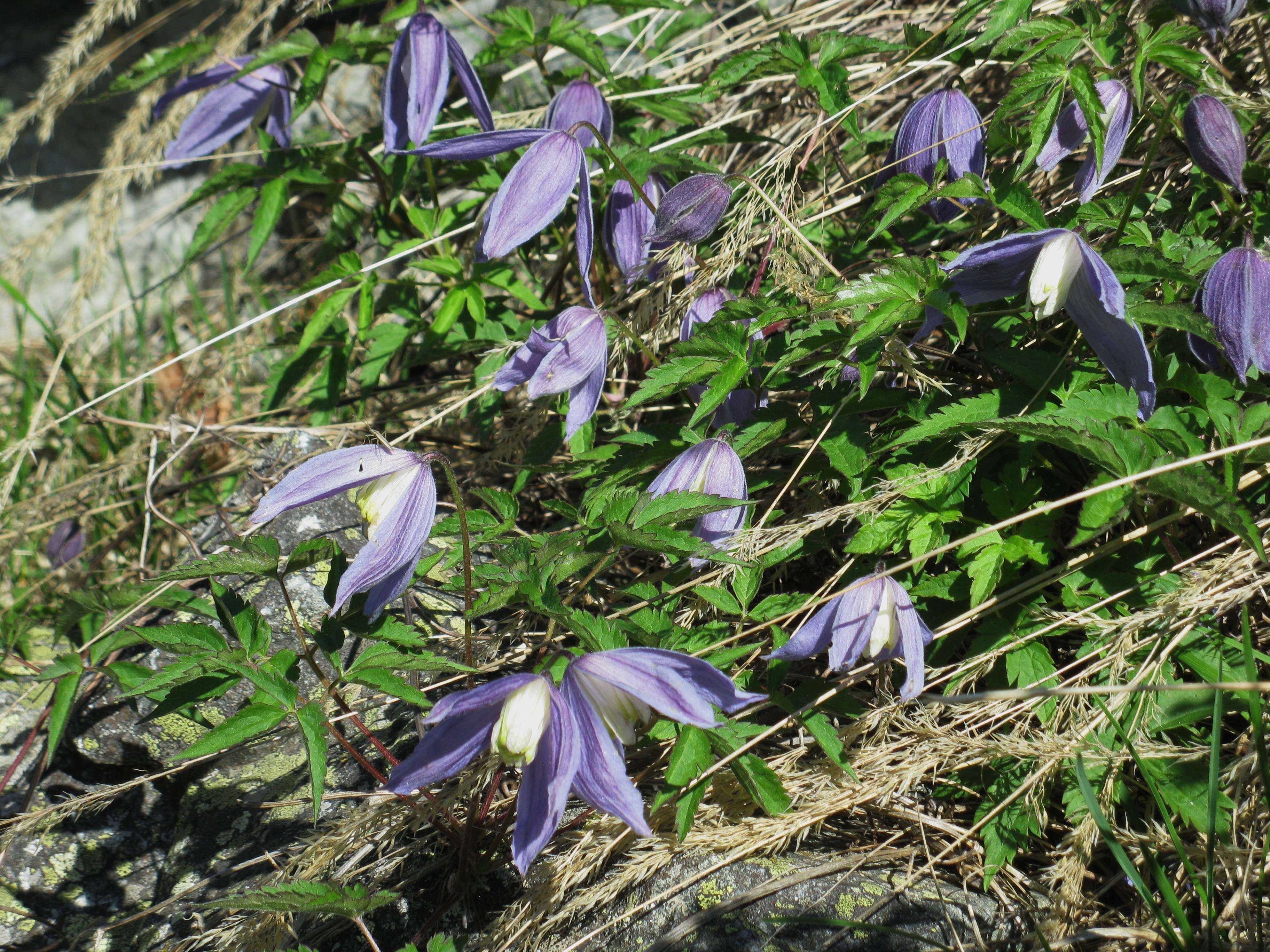 clematis_alpina1mv