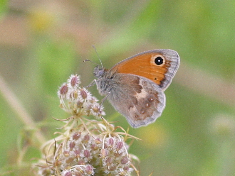 coenonympha_pamphilus1abd