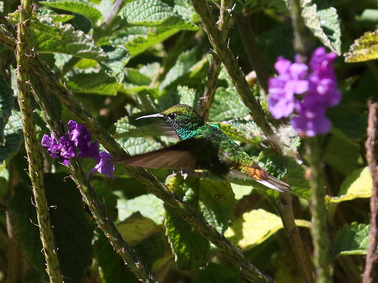 colibri_a_tete_cuivree_-_elvira_cupreiceps3bd