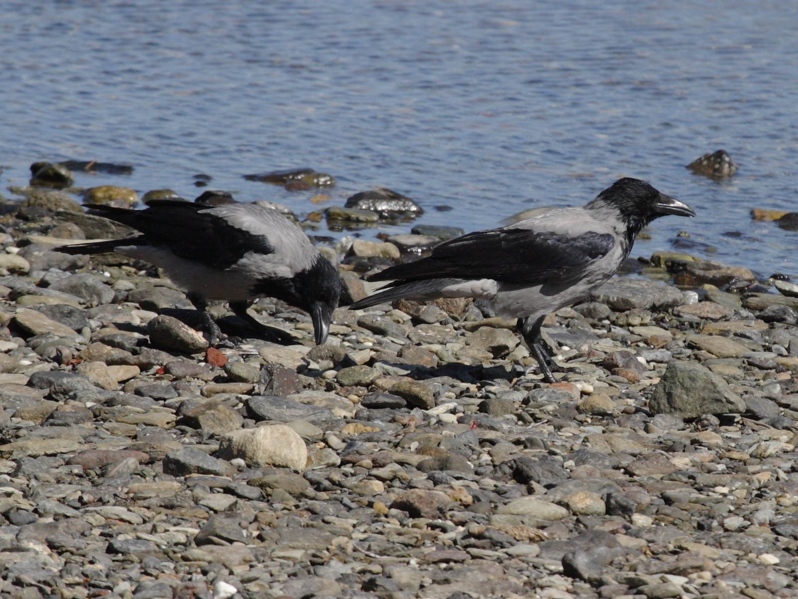 corneille_mantelee_-_corvus_cornix1bd