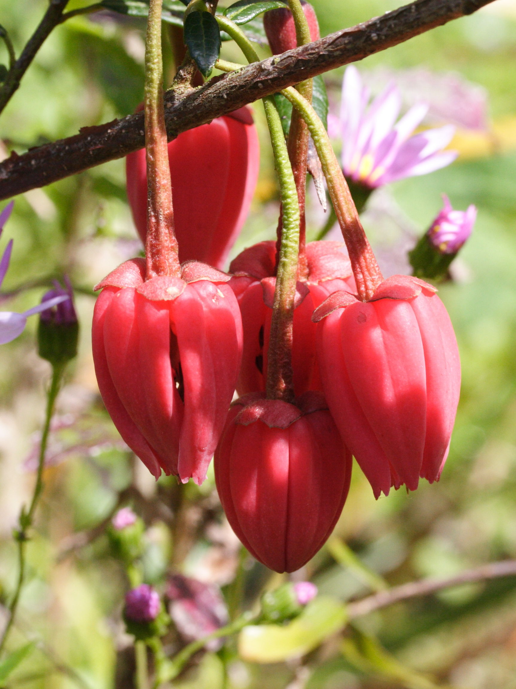 Afficher le média crinodendron_hookerianum2md crinodendron_hookerianum2md