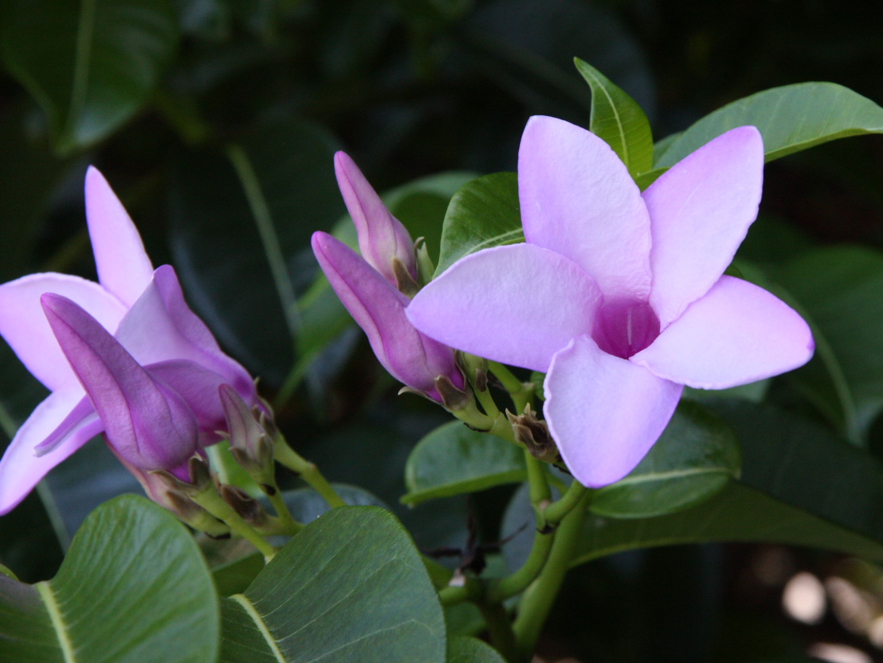 Cryptostegia_madagascariensis