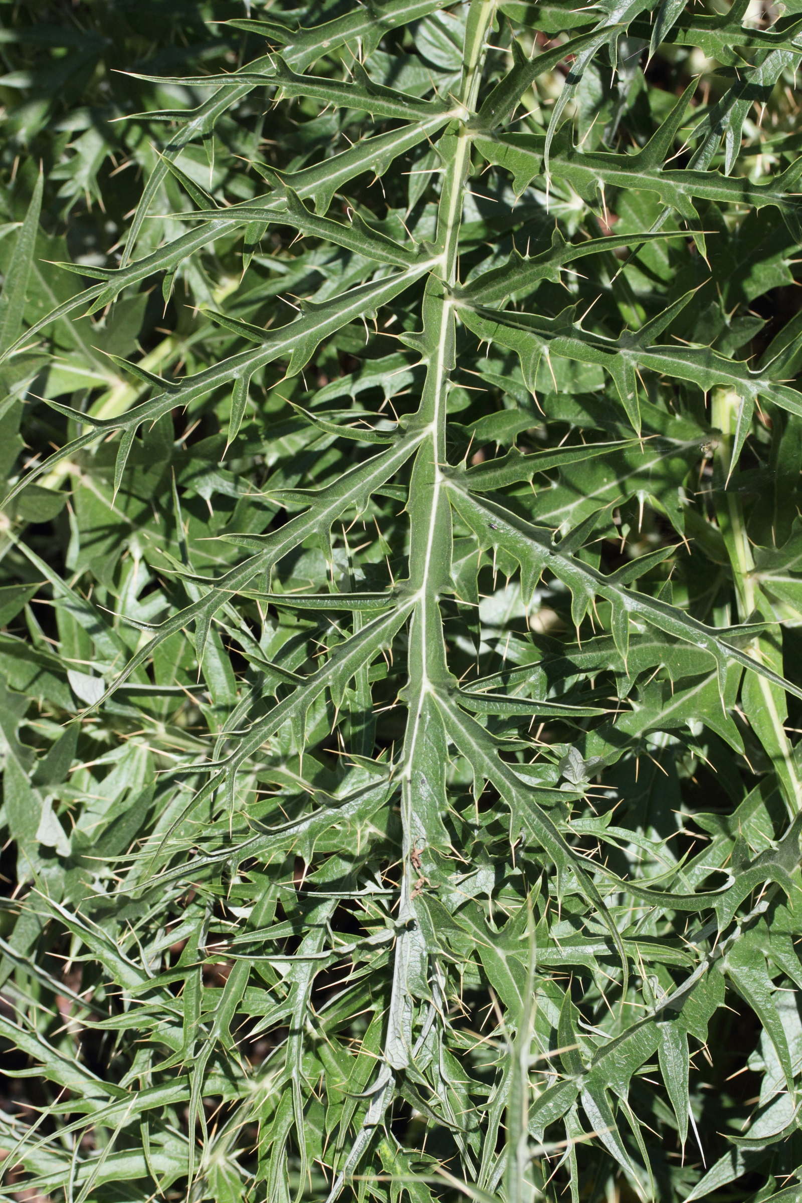 cynara_cardunculus3md