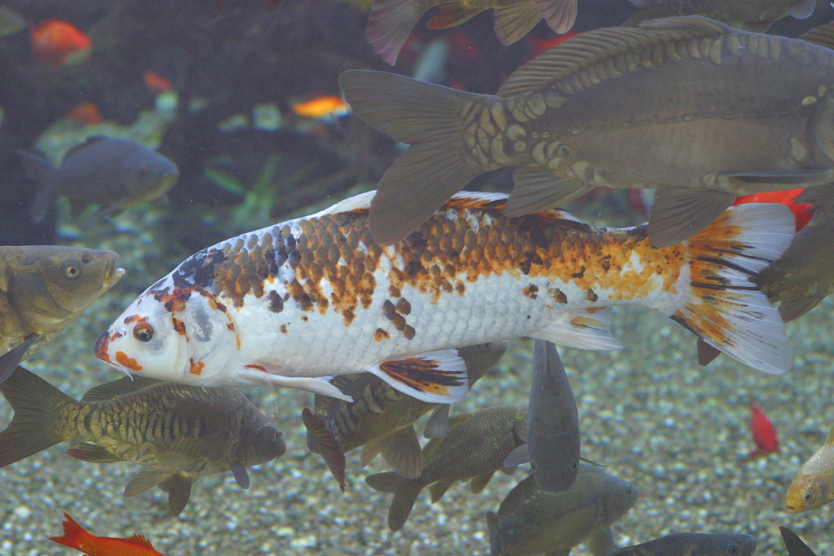 cyprinus_carpio_koi3md