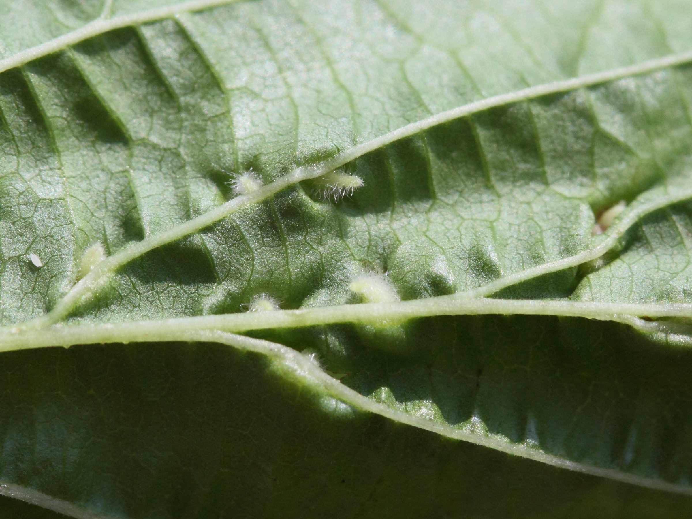 dasineura_ulmaria_galle3md