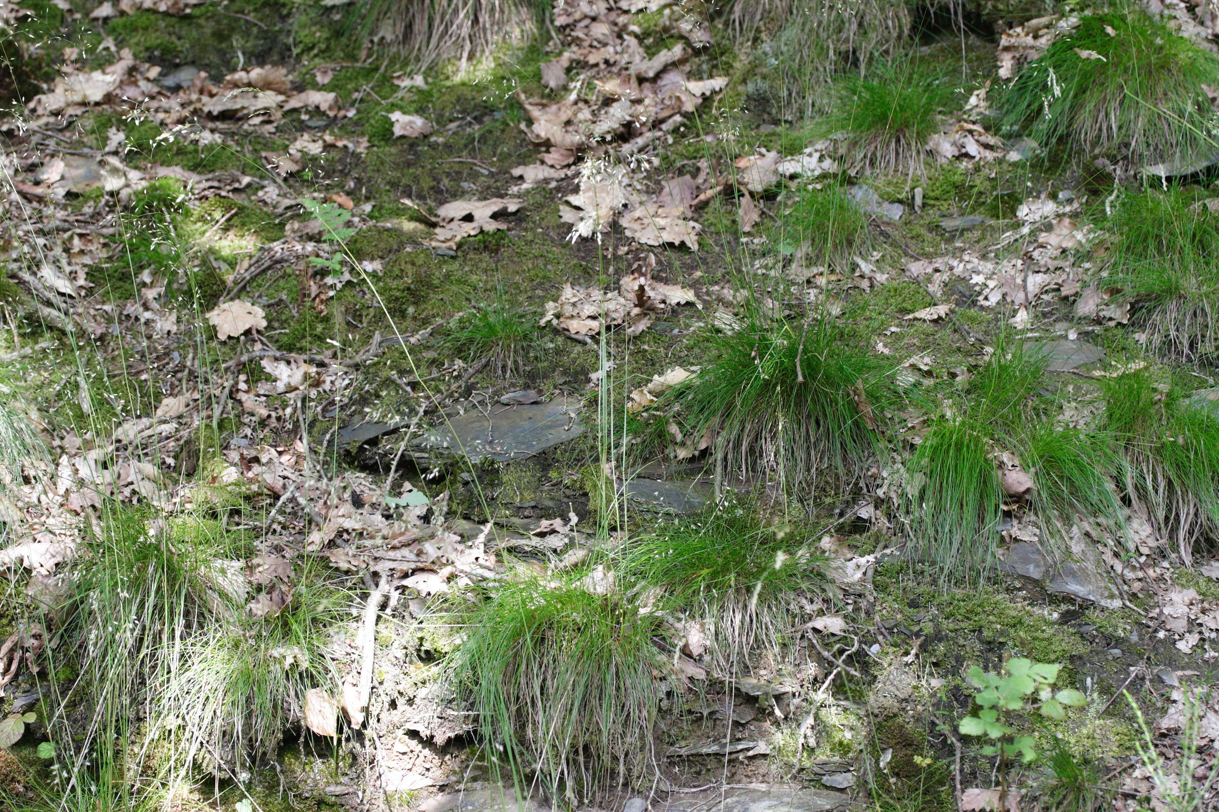 deschampsia_flexuosa1md