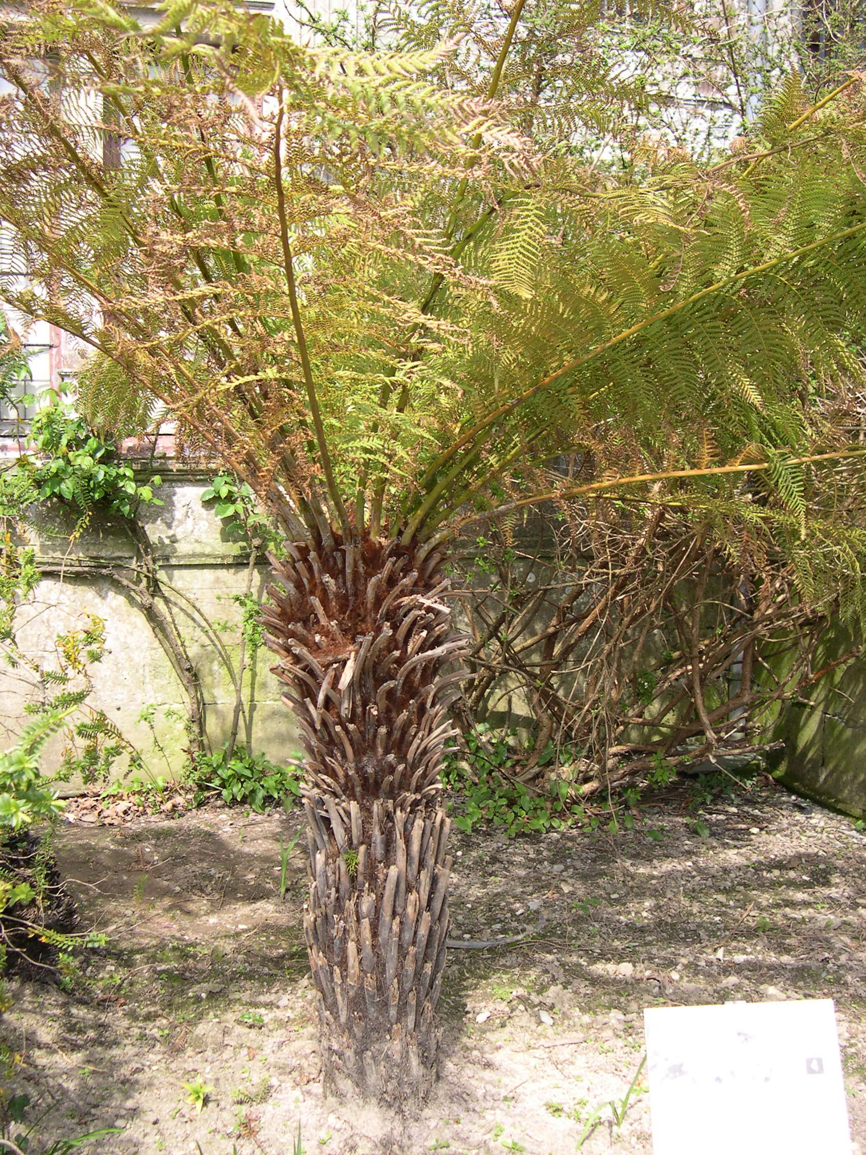 dicksonia_antarctica1md