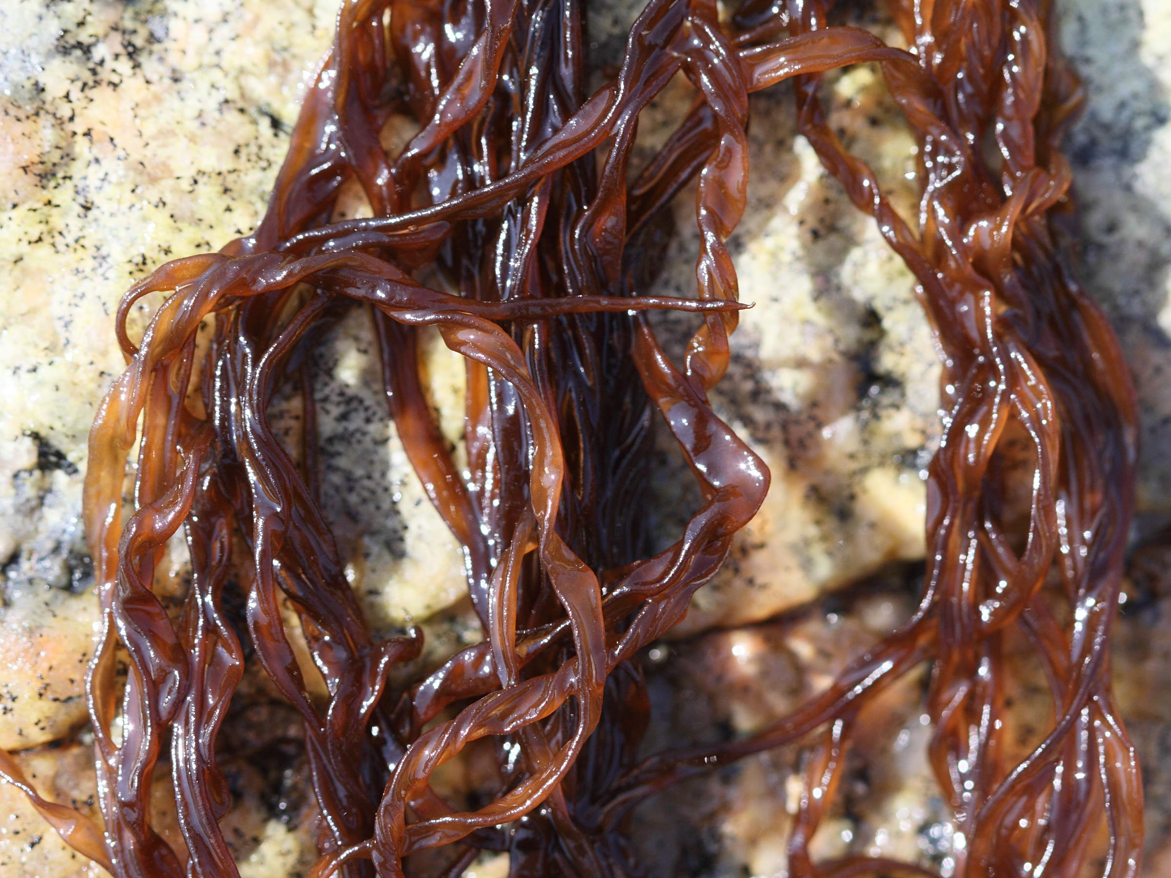 dumontia_contorta2bd