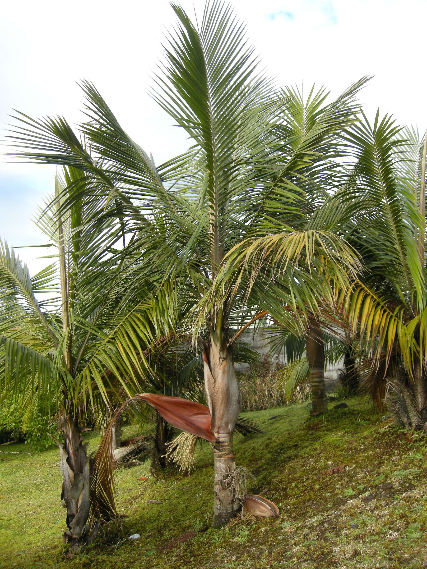 dypsis_decaryi2md