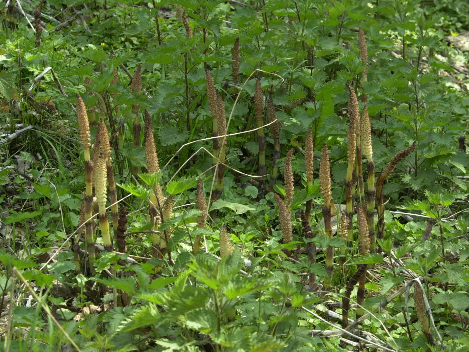 equisetum_telmateia1bmd