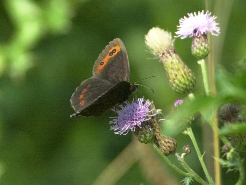 erebia_aethiops1md