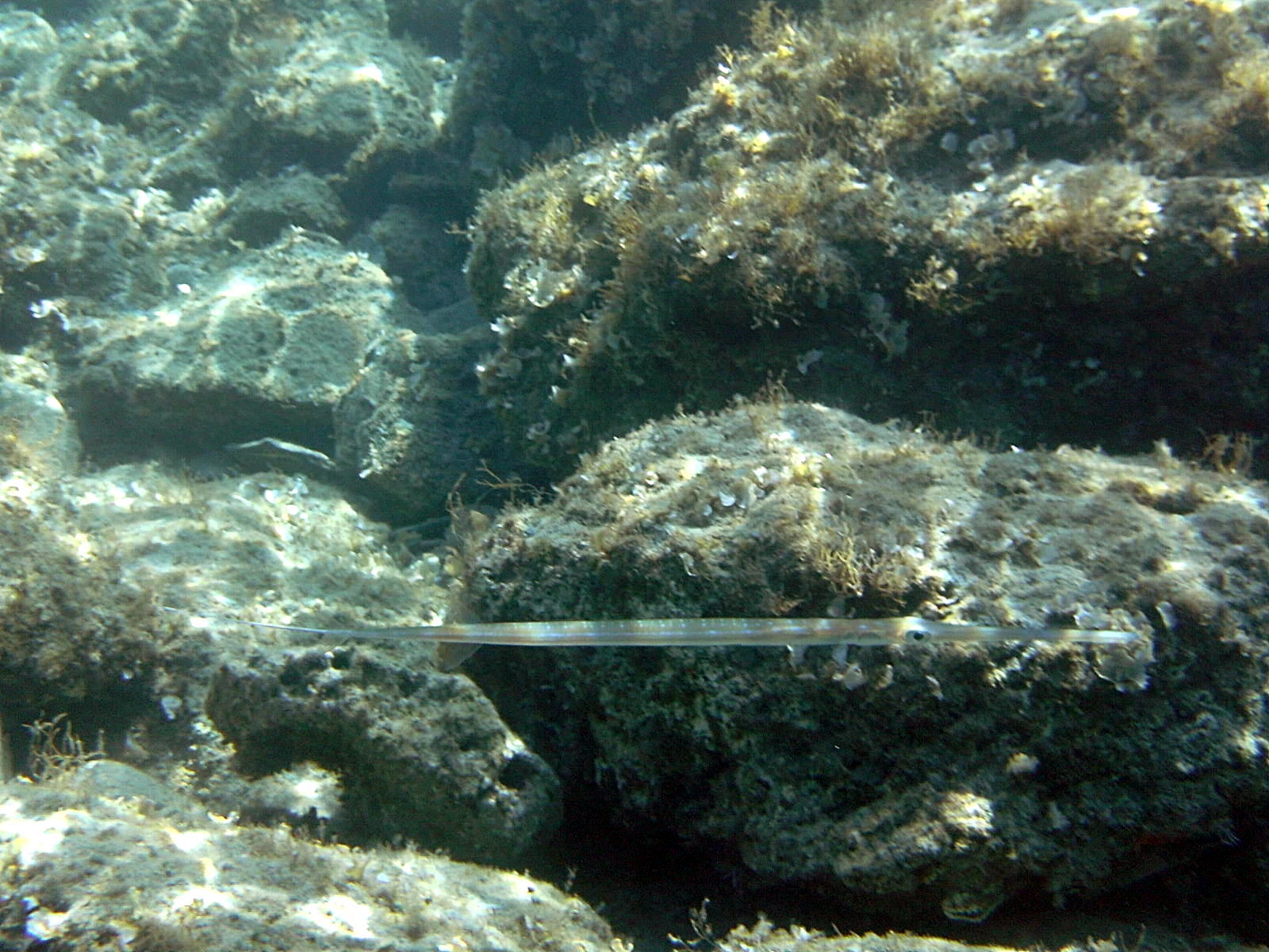 fistularia_commersonii1bd