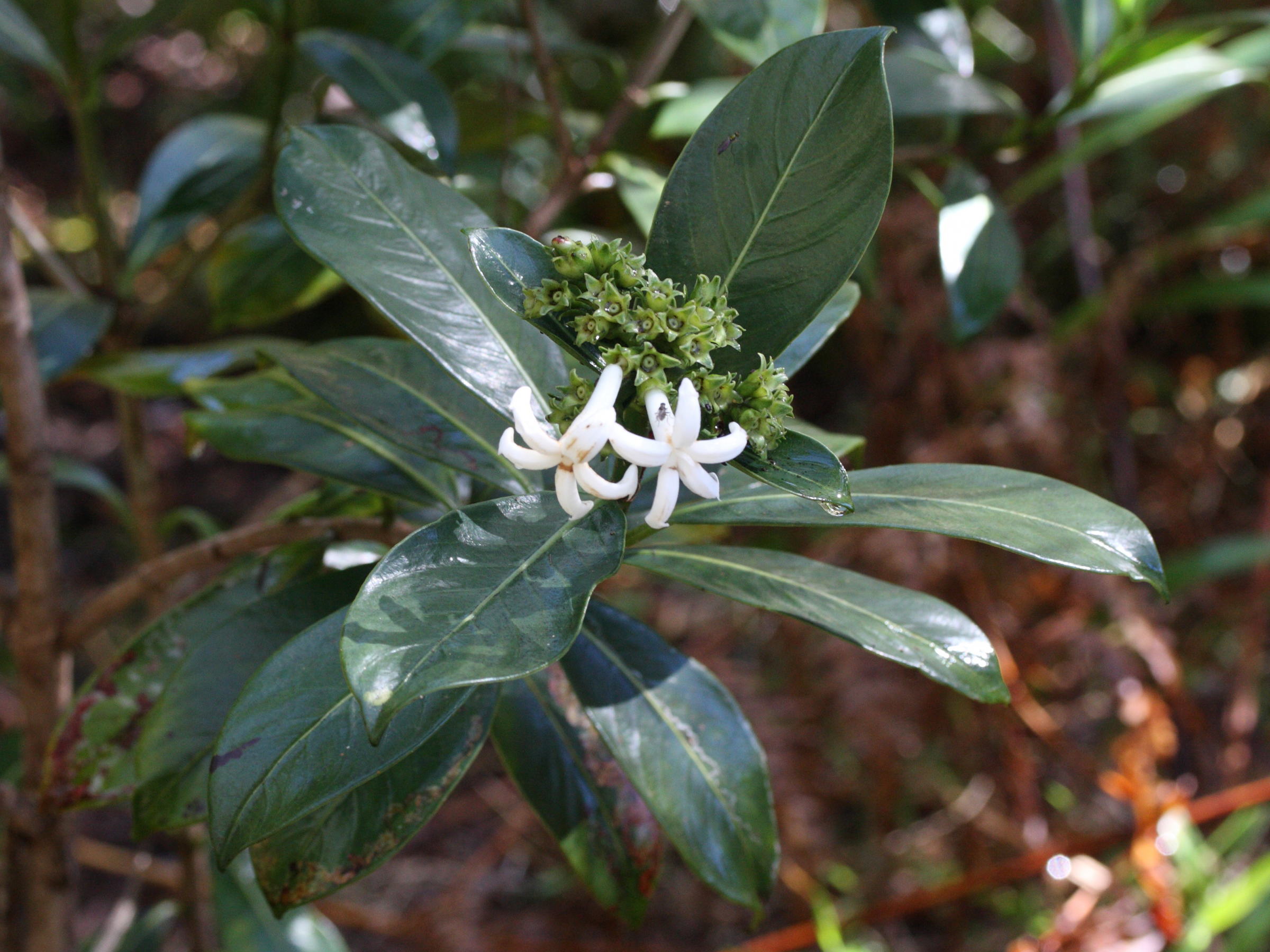 gaertnera_vaginata4md