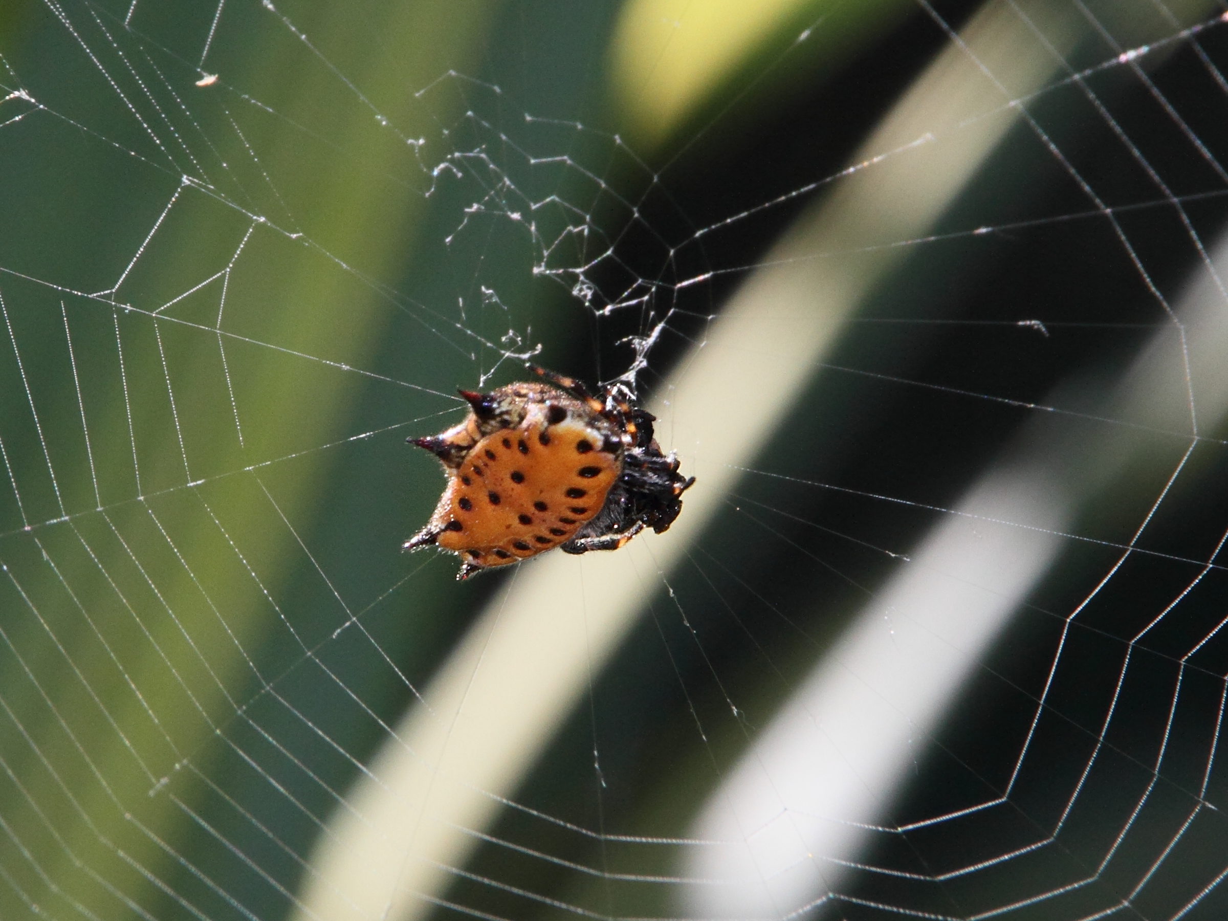 gasteracantha_cancriformis5md