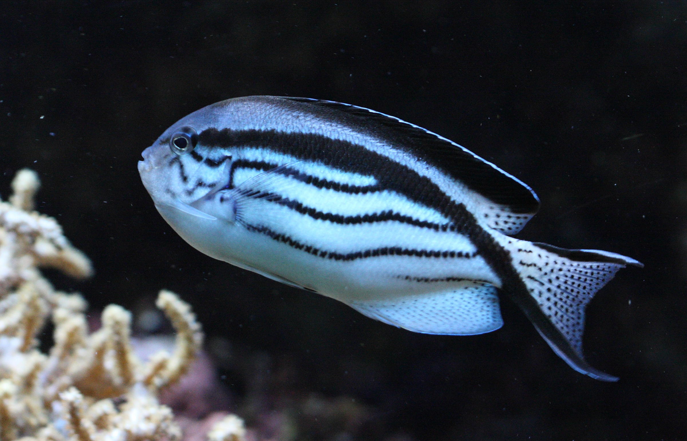 genicanthus_lamarck1bd