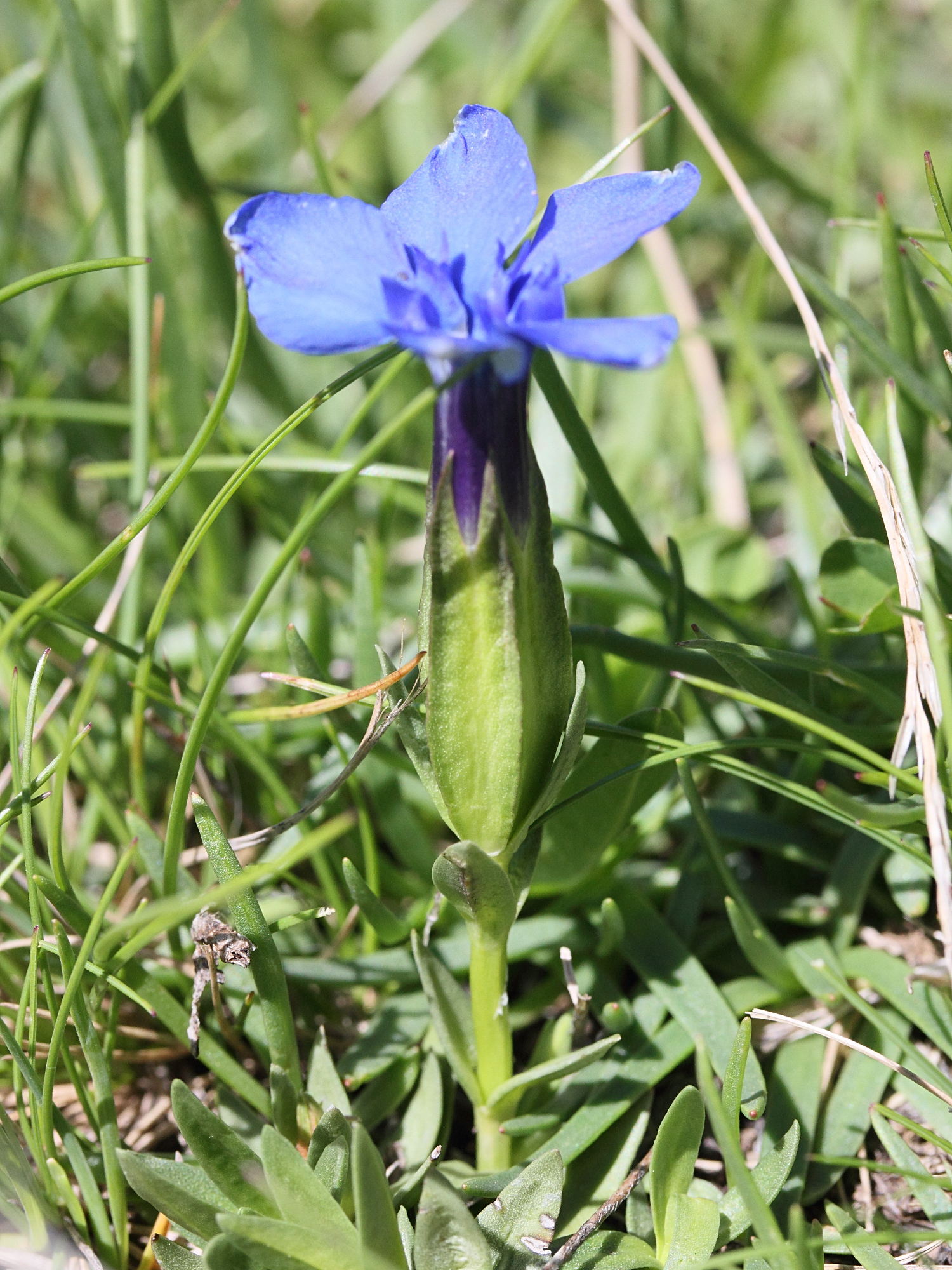 gentiana_brachyphylla1md