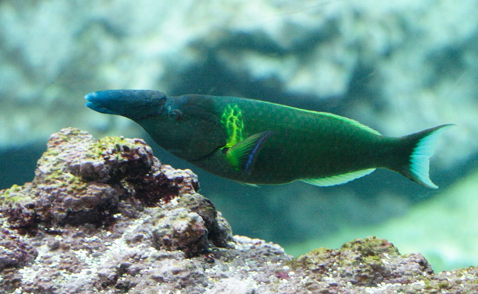 gomphosus_caeruleus1amd