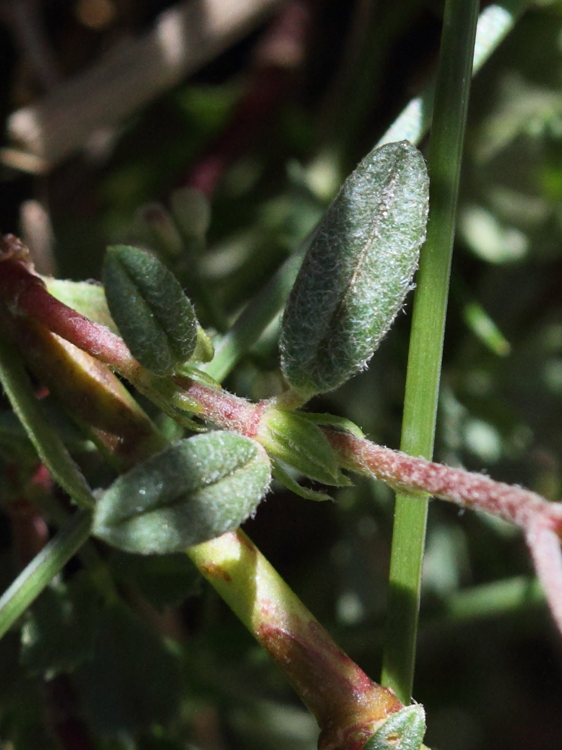 Afficher le média helianthemum_apenninum5md helianthemum_apenninum5md